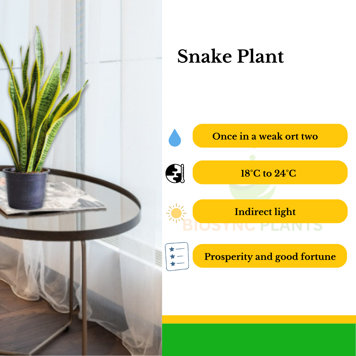 Snake Plant - Gold Flame