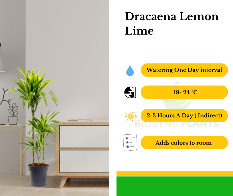 Dracaena Lemon Lime