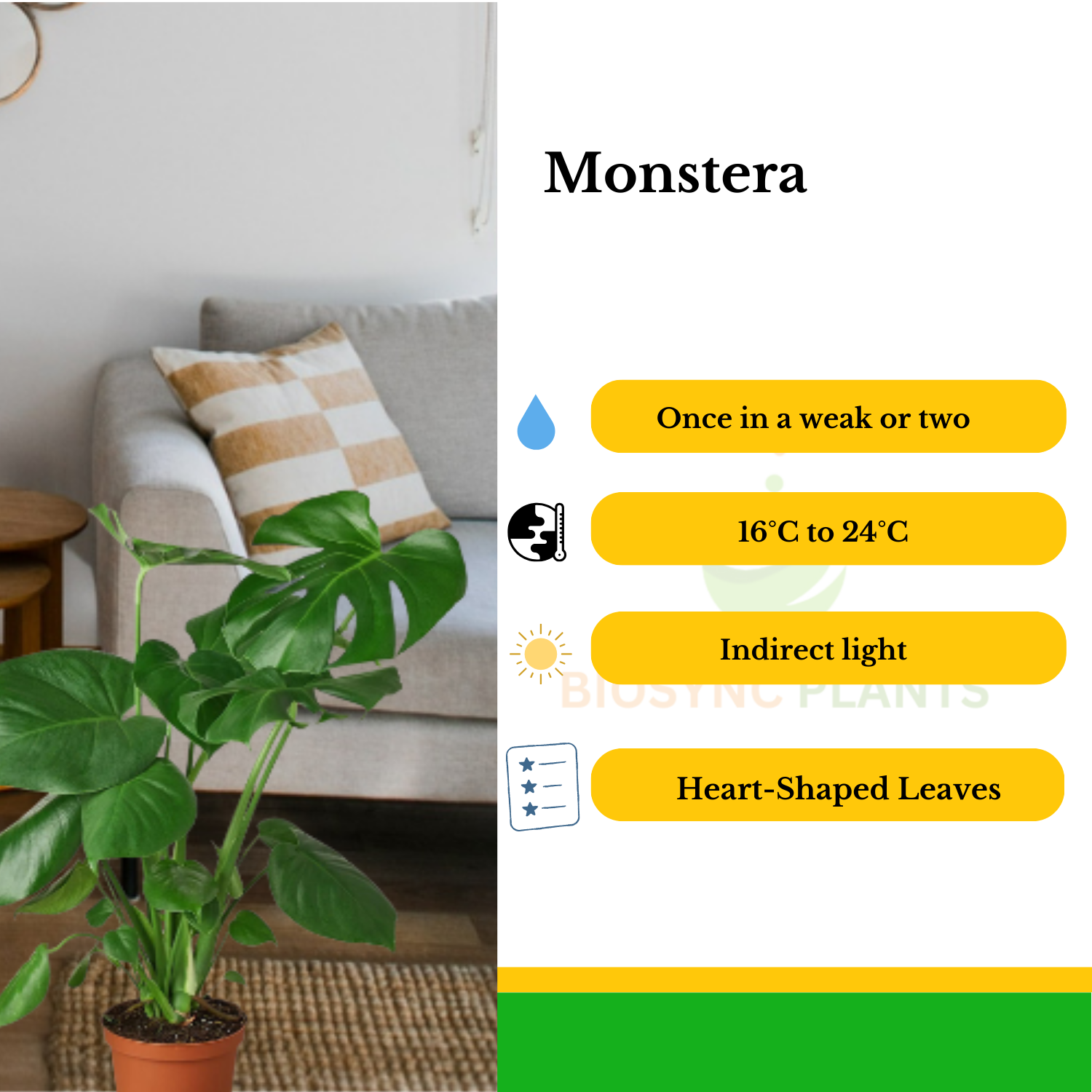 Monstera Deliciosa