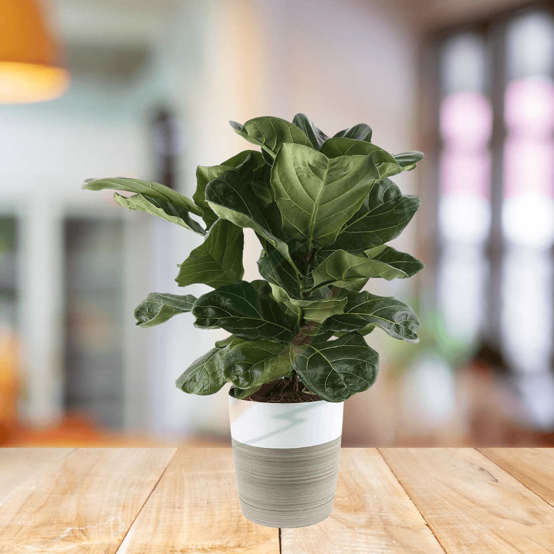 Ficus Lyrata - BioSync Plants®