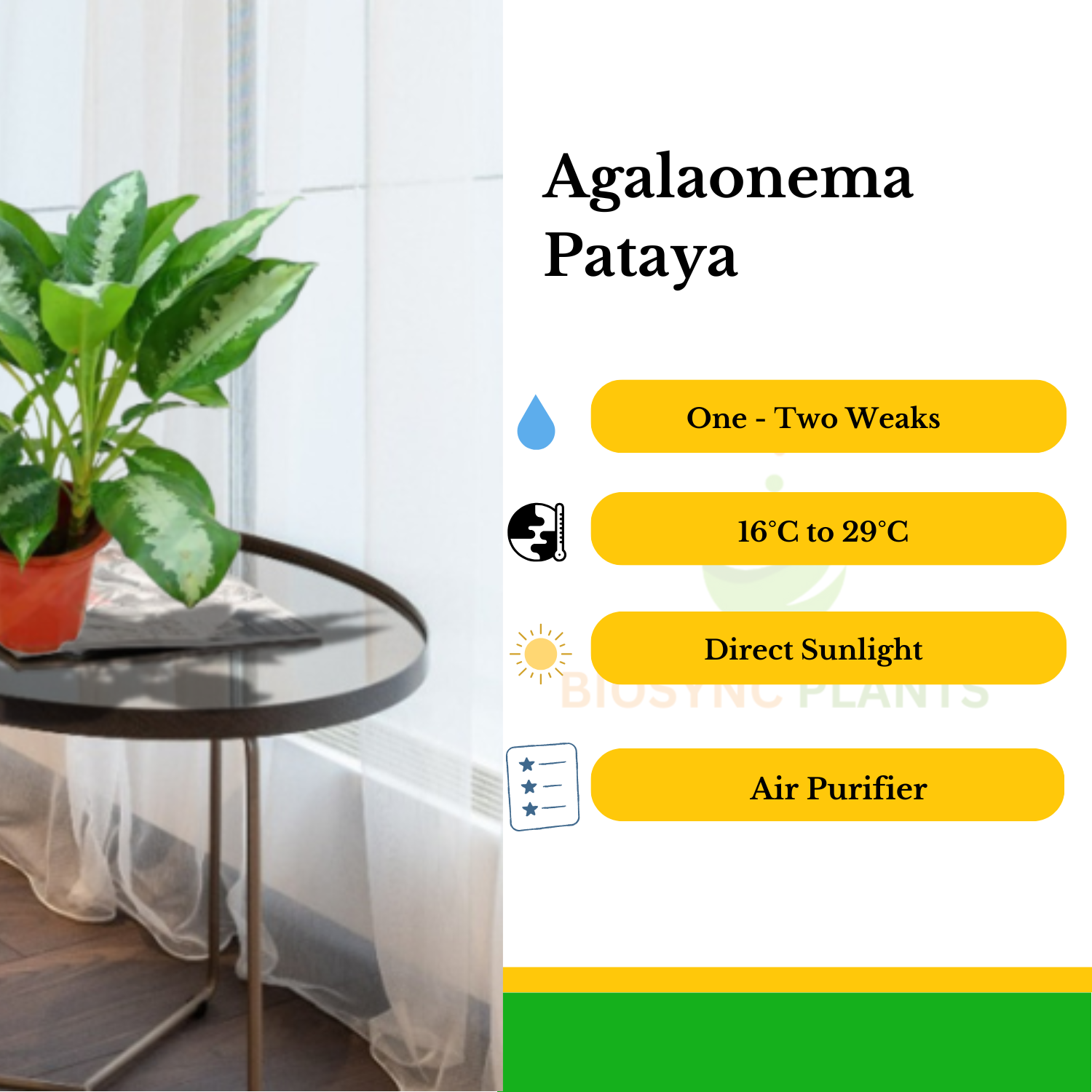 Aglaonema's