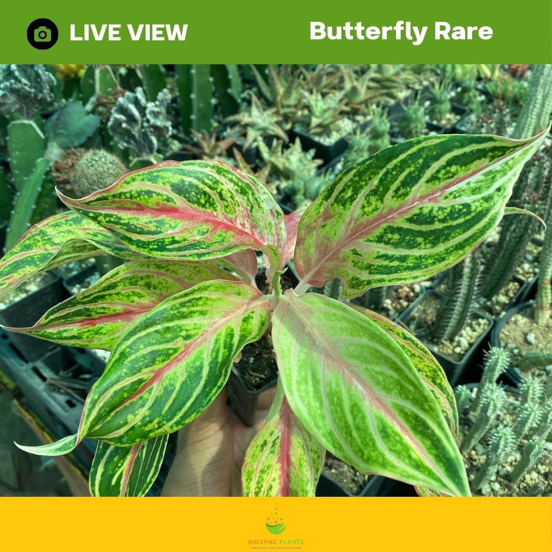 Aglaonema's