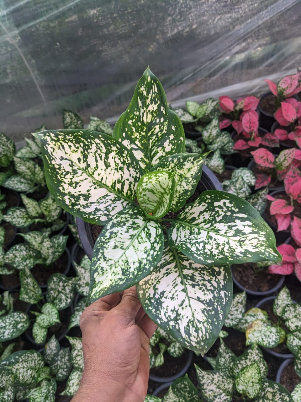 Aglaonema's