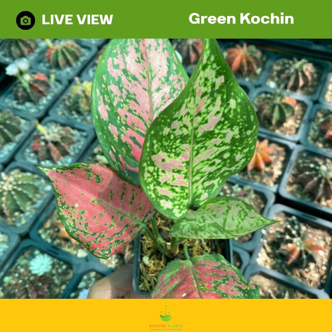 Aglaonema's
