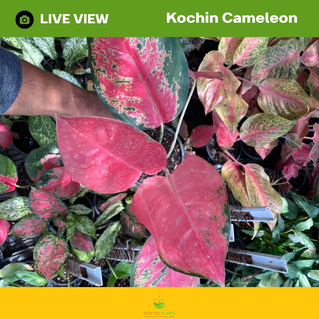 Aglaonema's