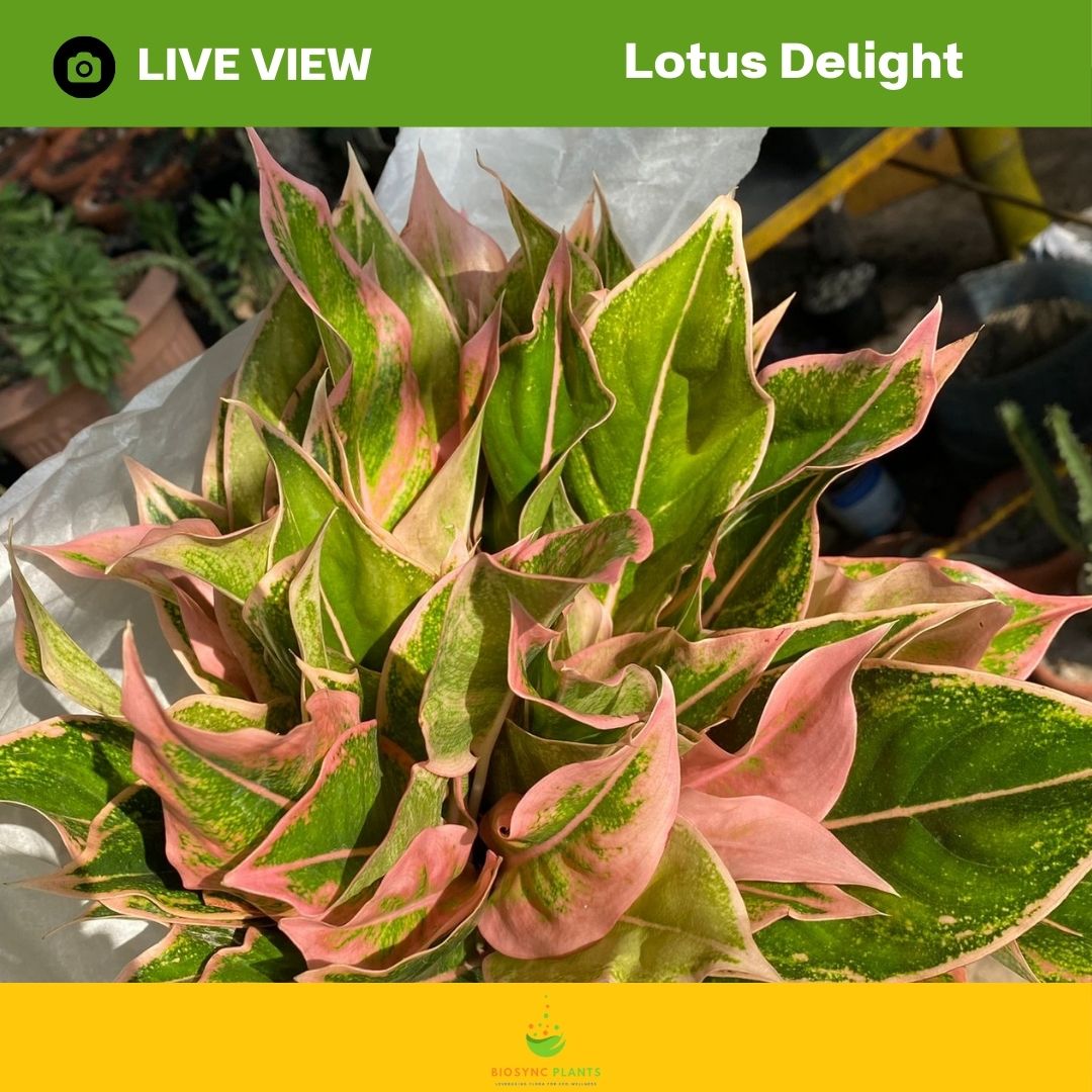 Aglaonema's