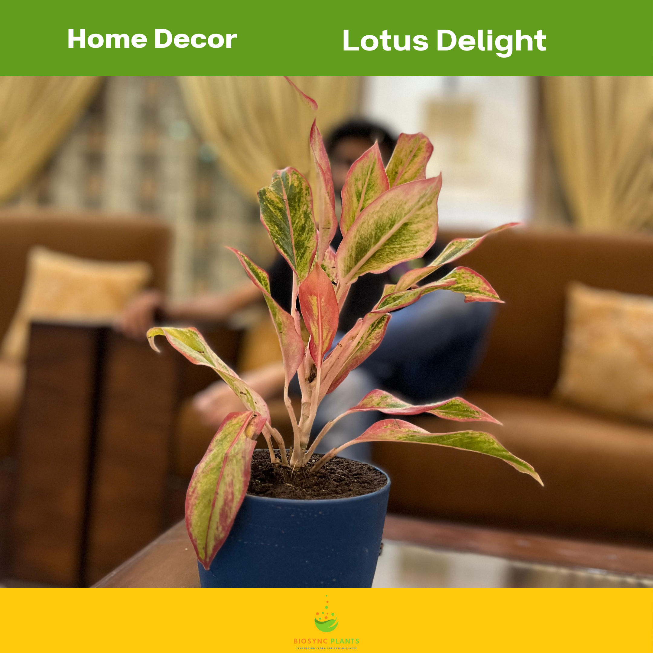 Aglaonema's