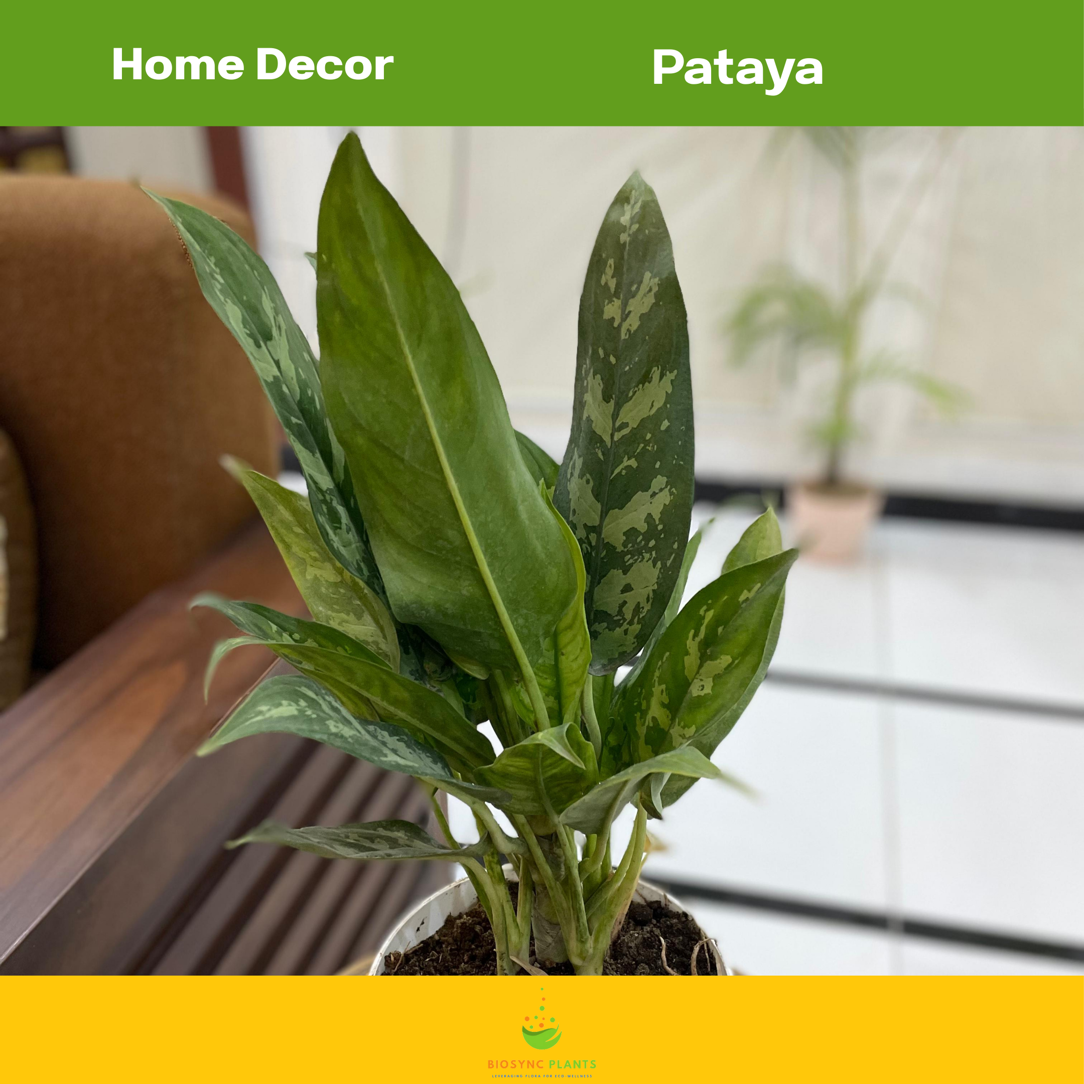 Aglaonema's