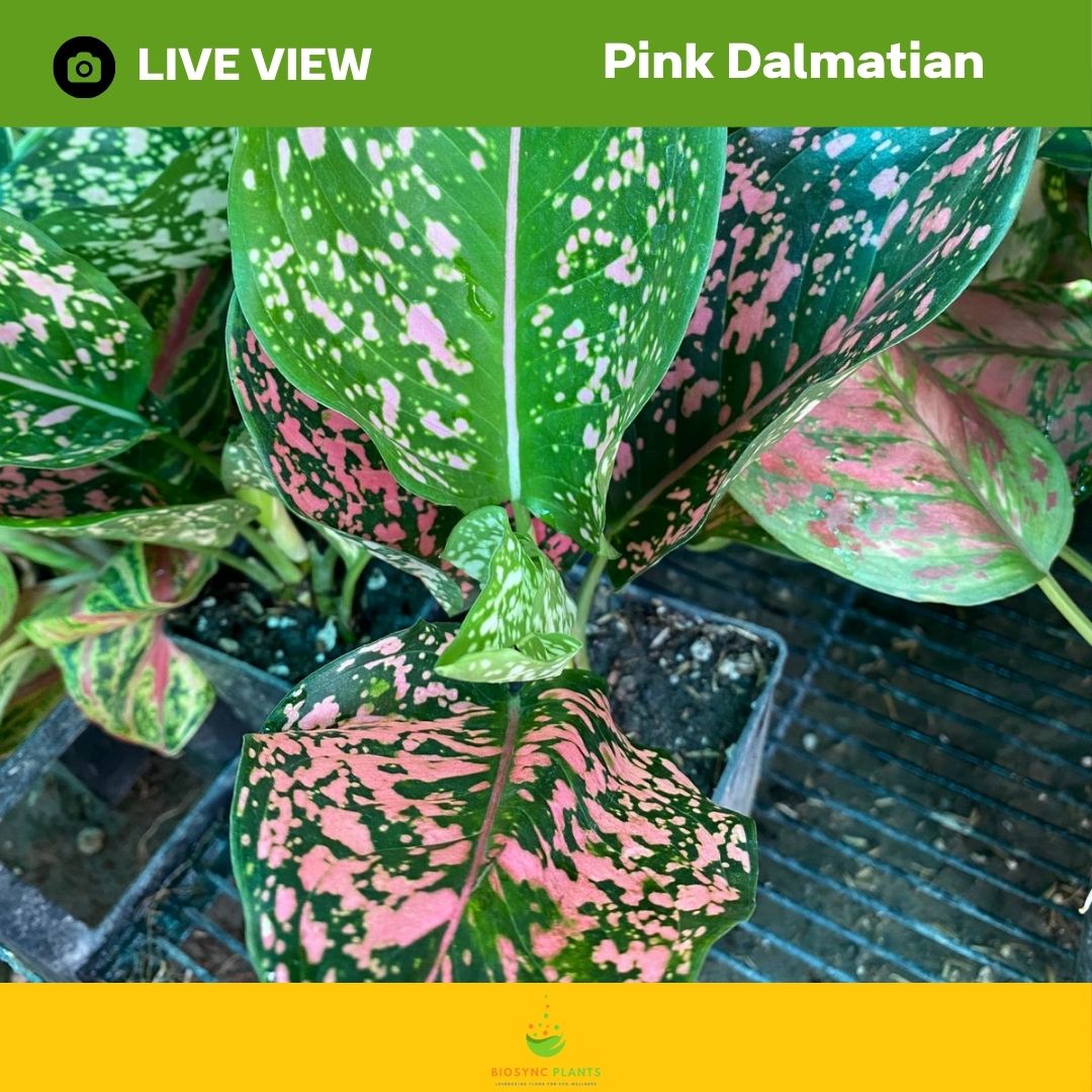Aglaonema's