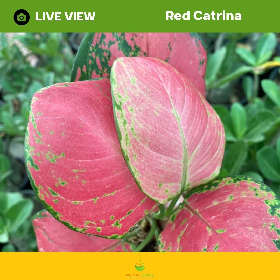 Aglaonema's