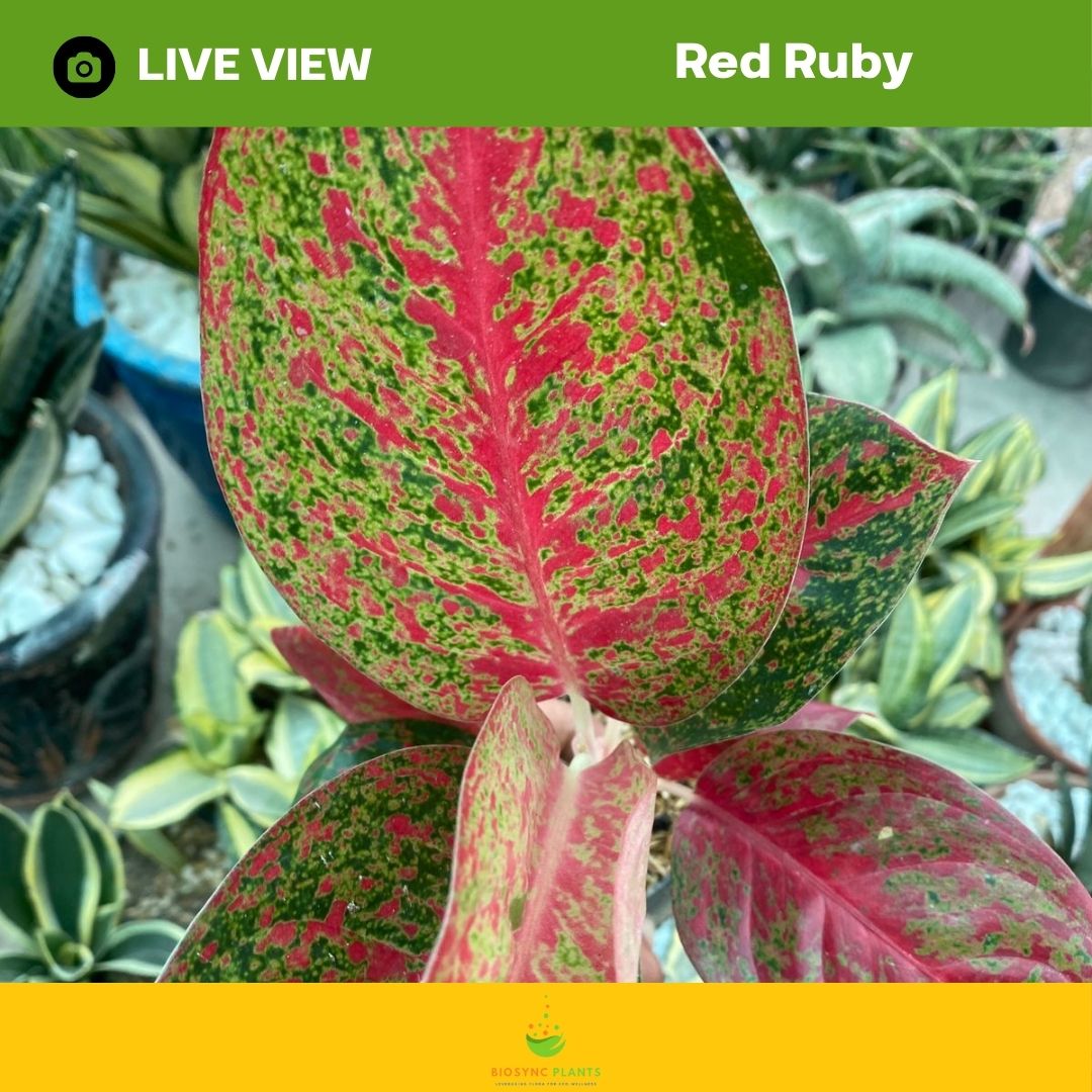 Aglaonema's