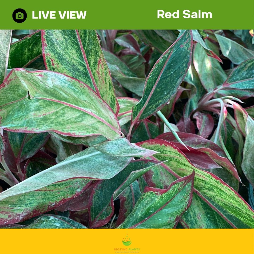 Aglaonema's