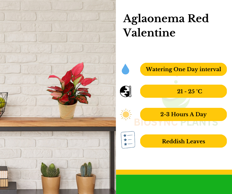 Aglaonema's