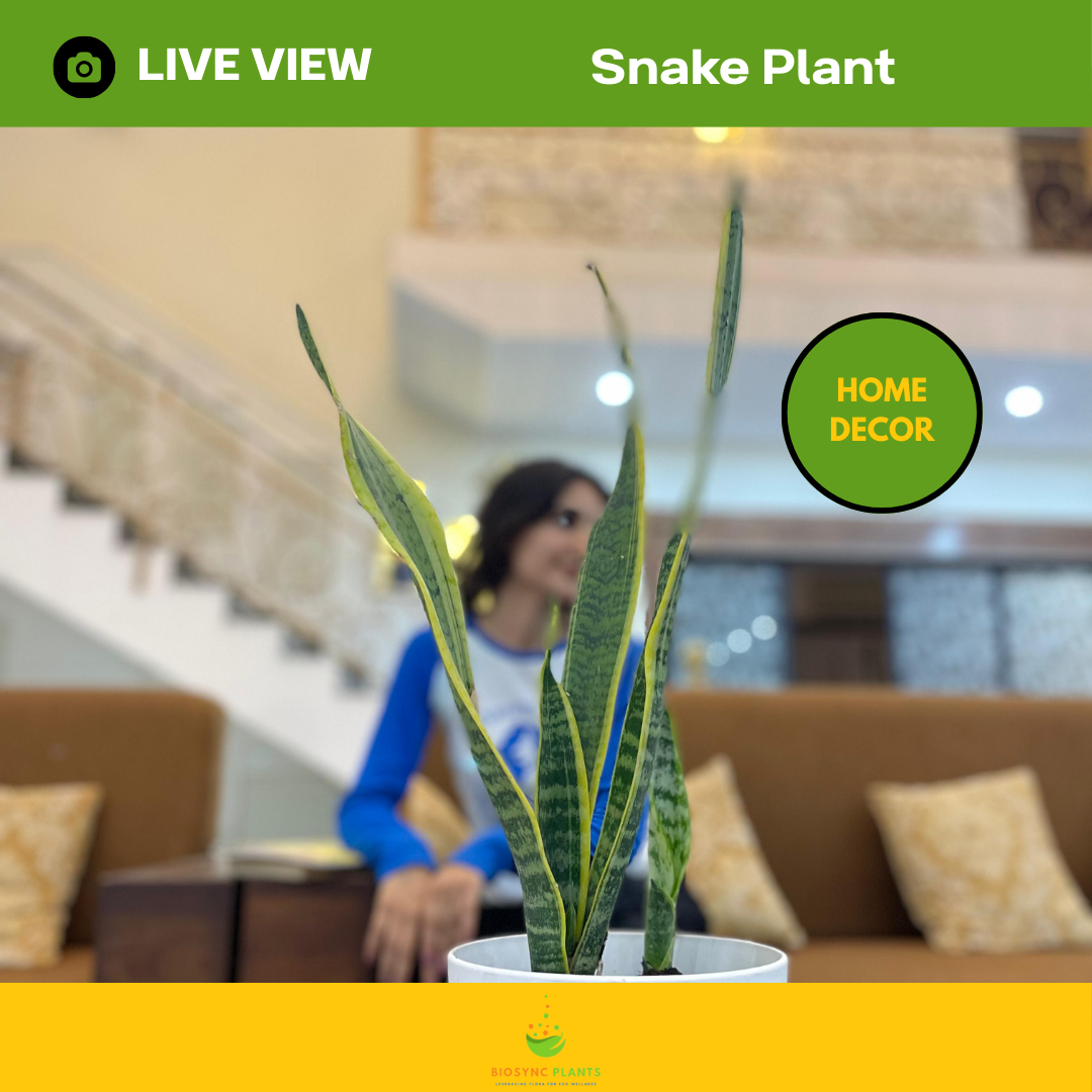 Snake Plant - Gold Flame