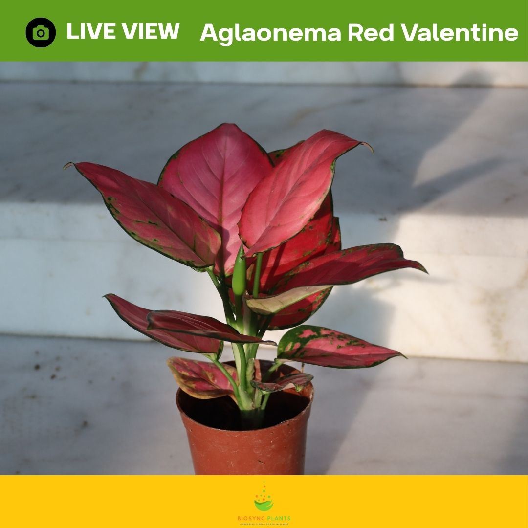 Aglaonema's