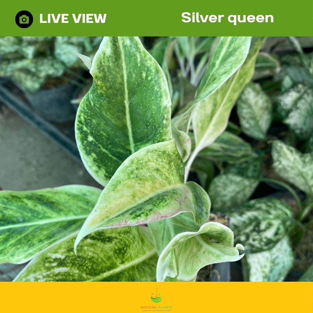 Aglaonema's