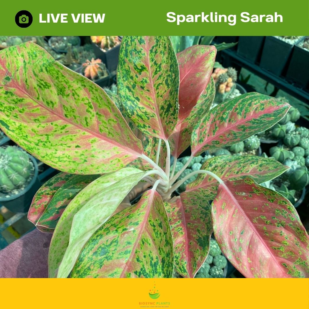 Aglaonema's