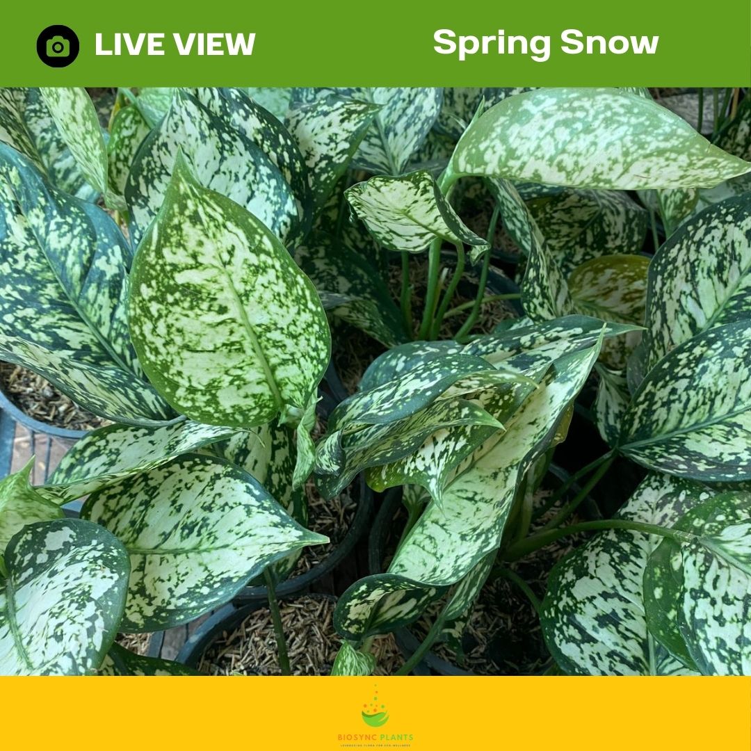 Aglaonema's