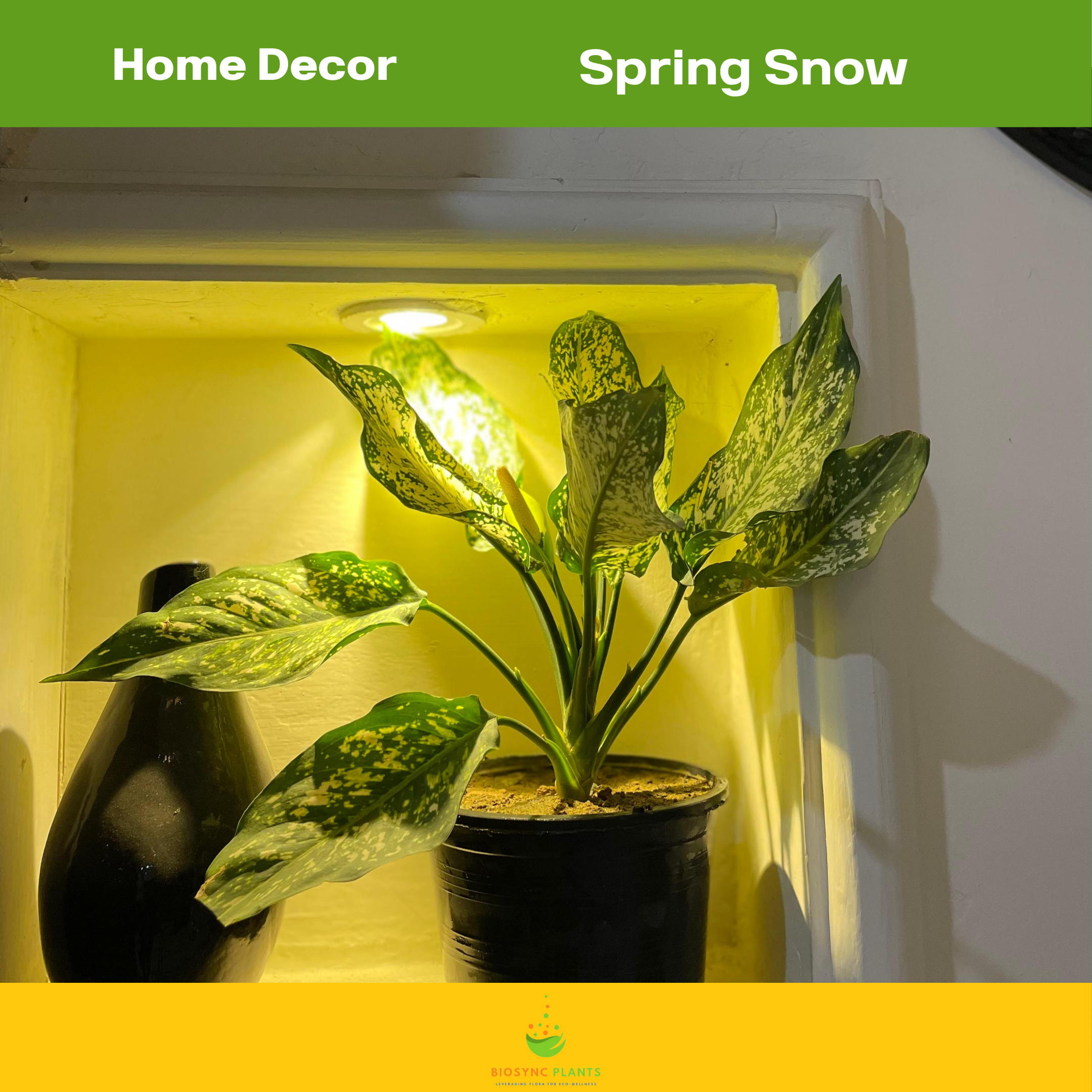 Aglaonema's
