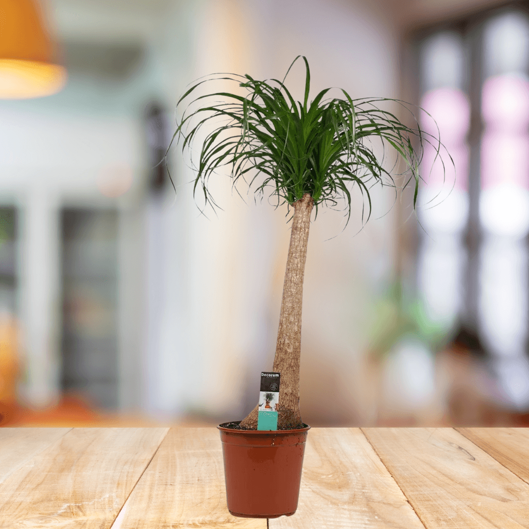 Ponytail Palm - BioSync Plants®