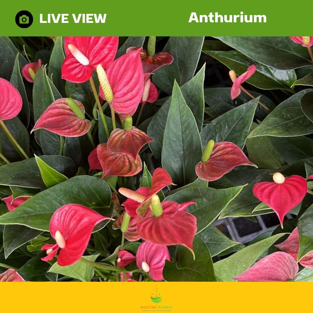 Anthurium