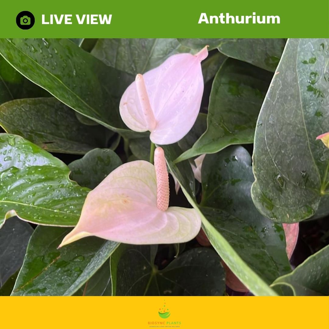 Anthurium