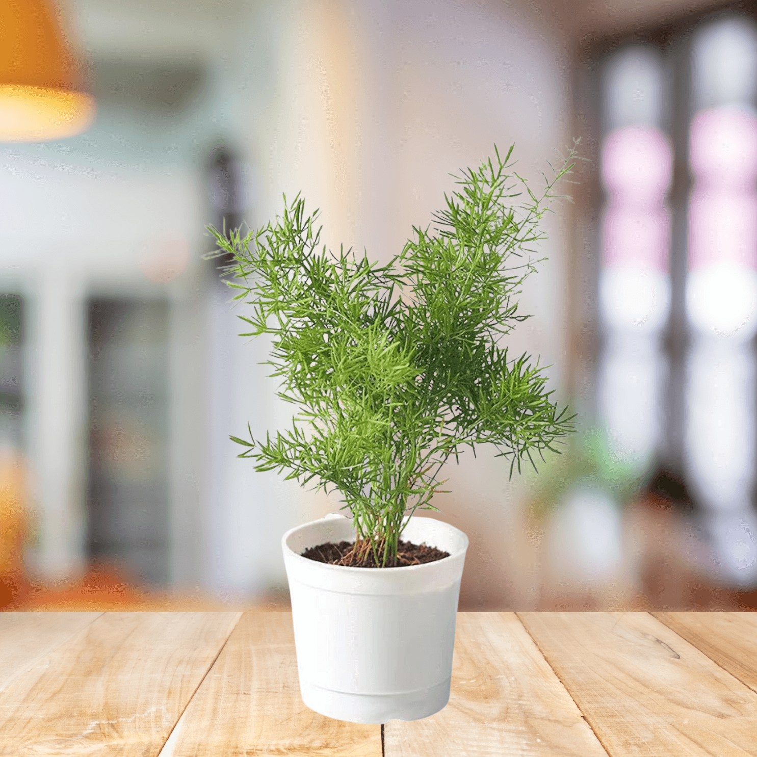 Asparagus Fern - BioSync Plants®