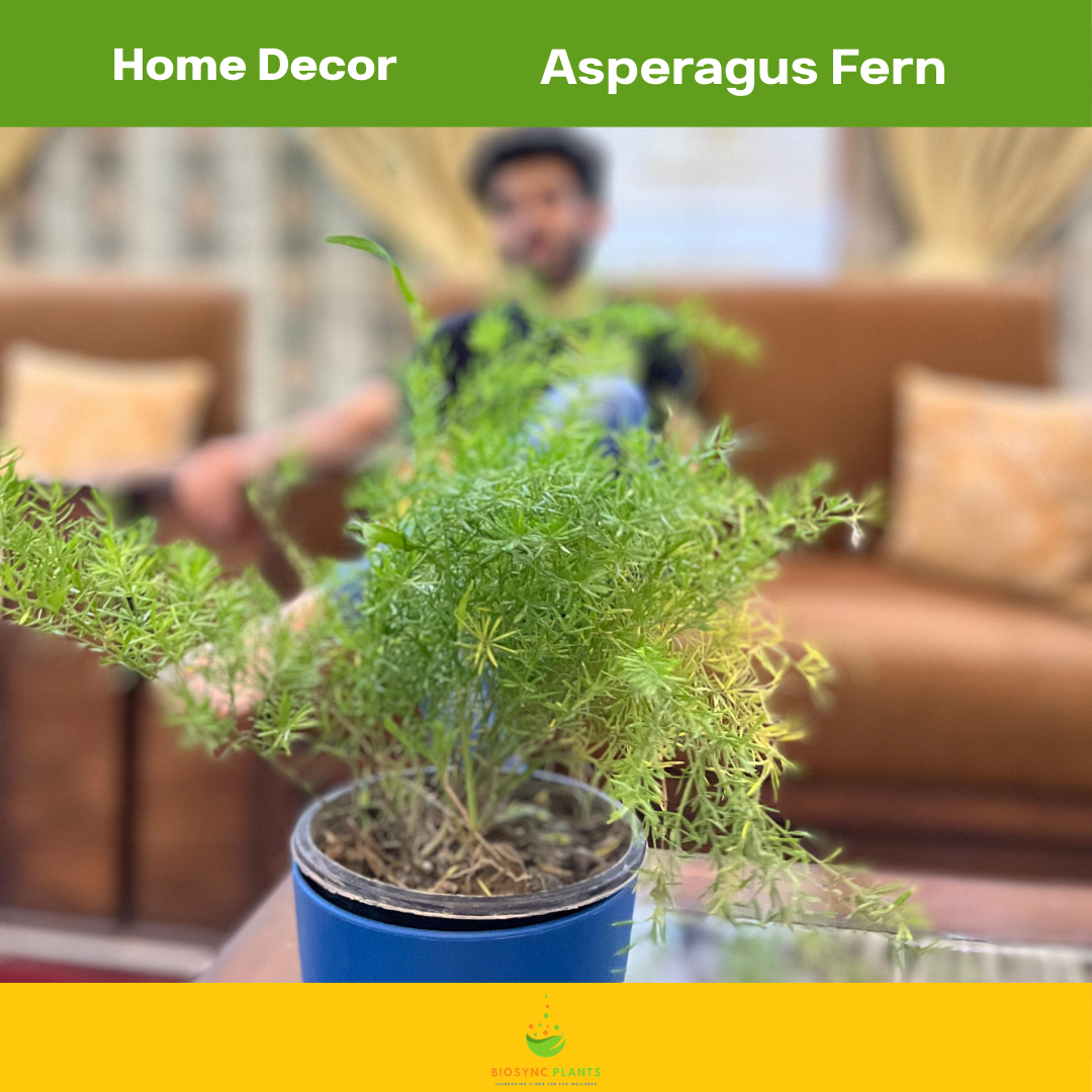 Asparagus Fern