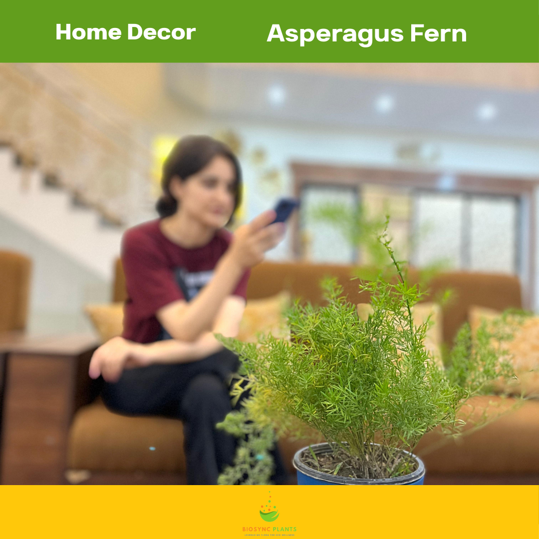 Asparagus Fern