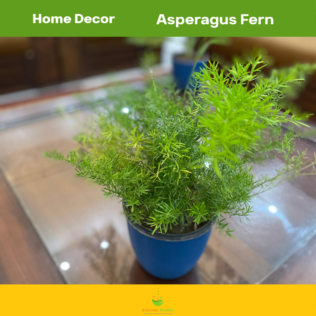 Asparagus Fern
