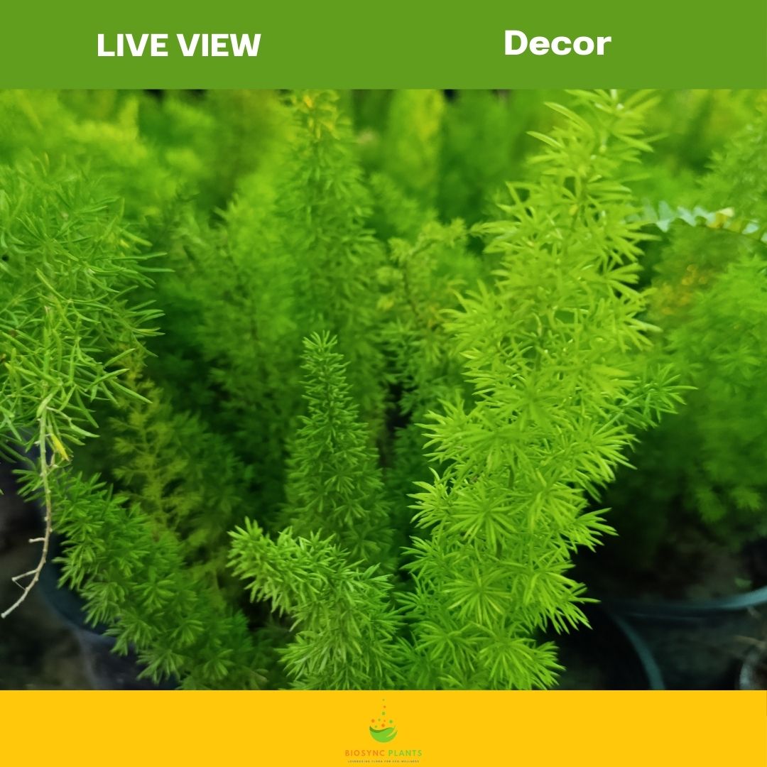 Asparagus Fern