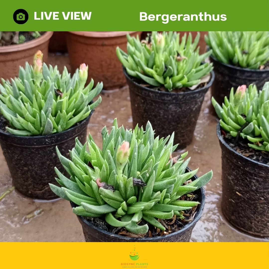 Succulents Gem