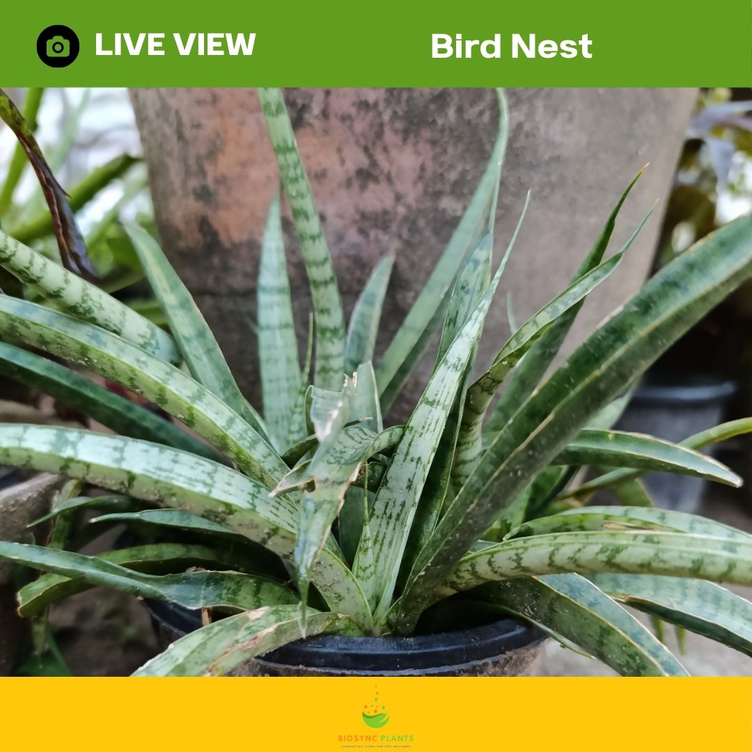 Snake Plant - Gold Flame