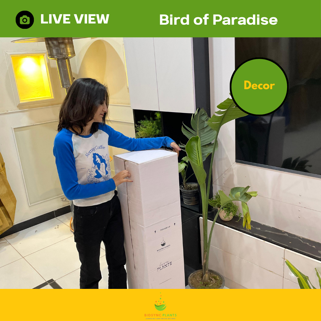 Bird of Paradise