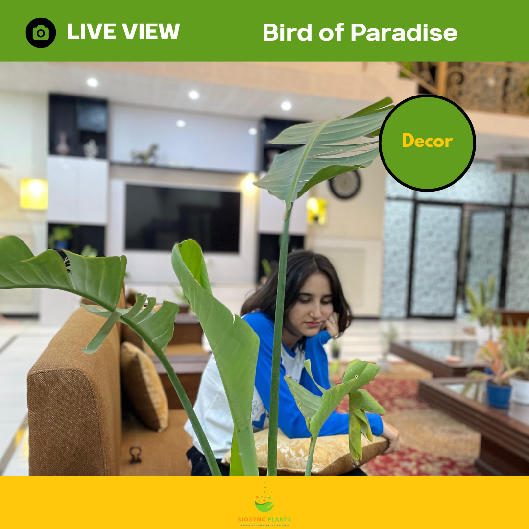 Bird of Paradise