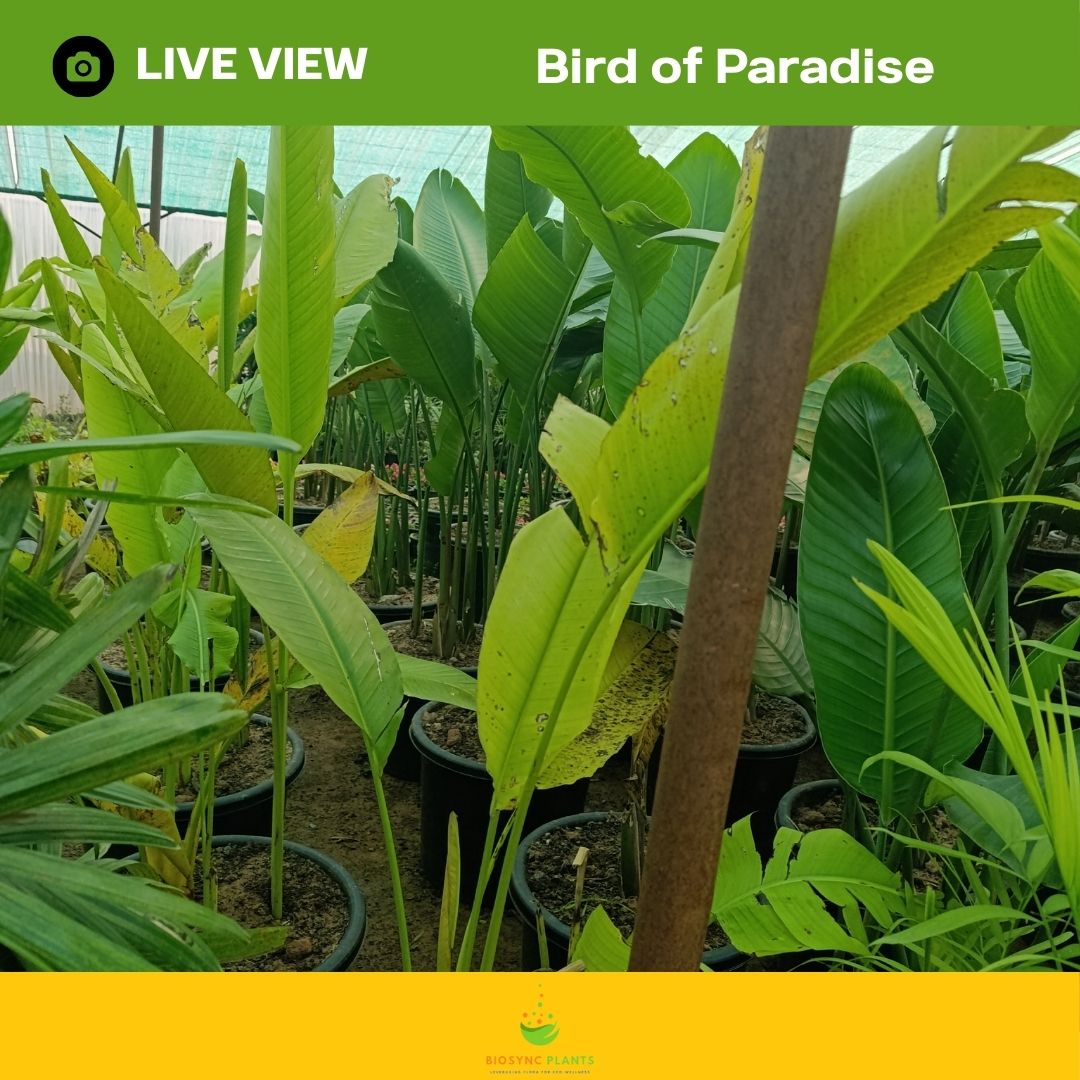 Bird of Paradise