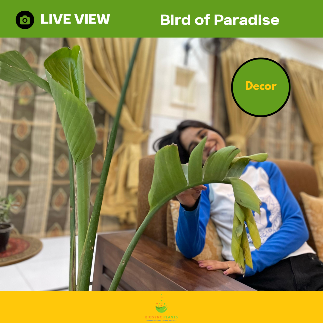 Bird of Paradise