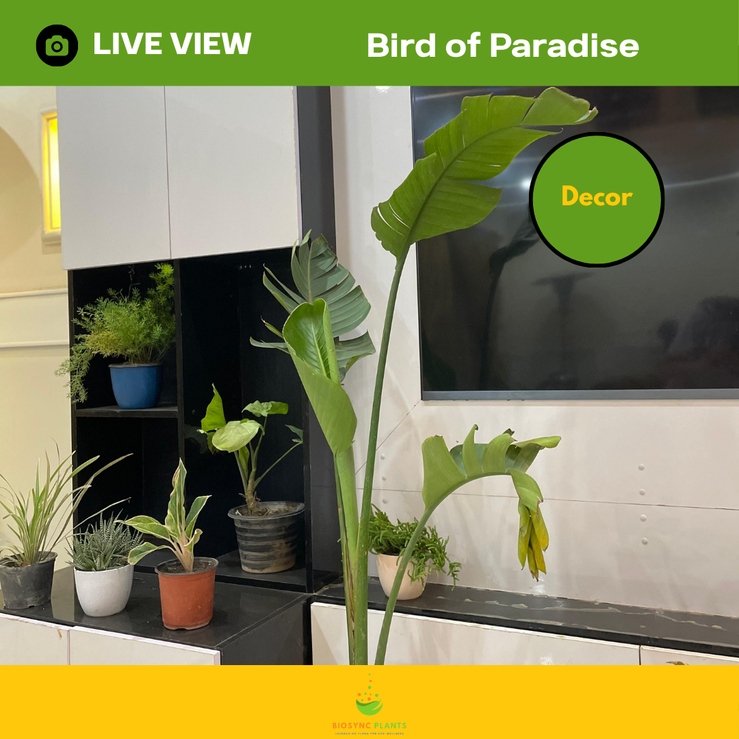 Bird of Paradise