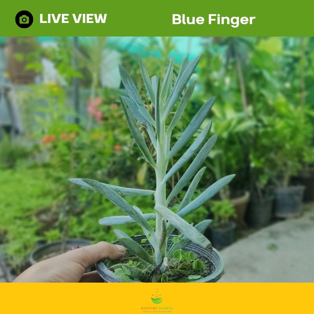 Succulents Gem