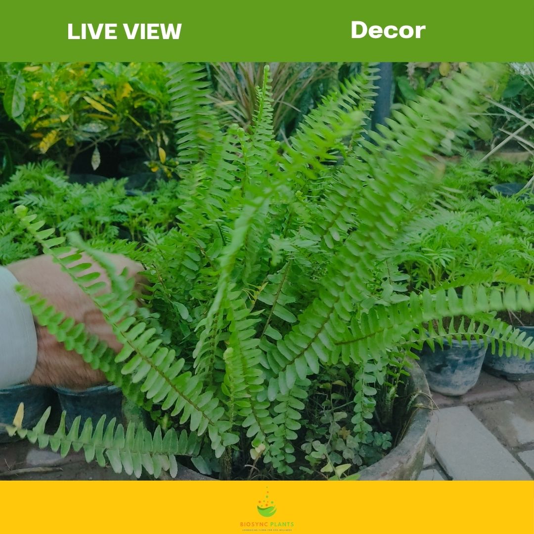 Boston Fern