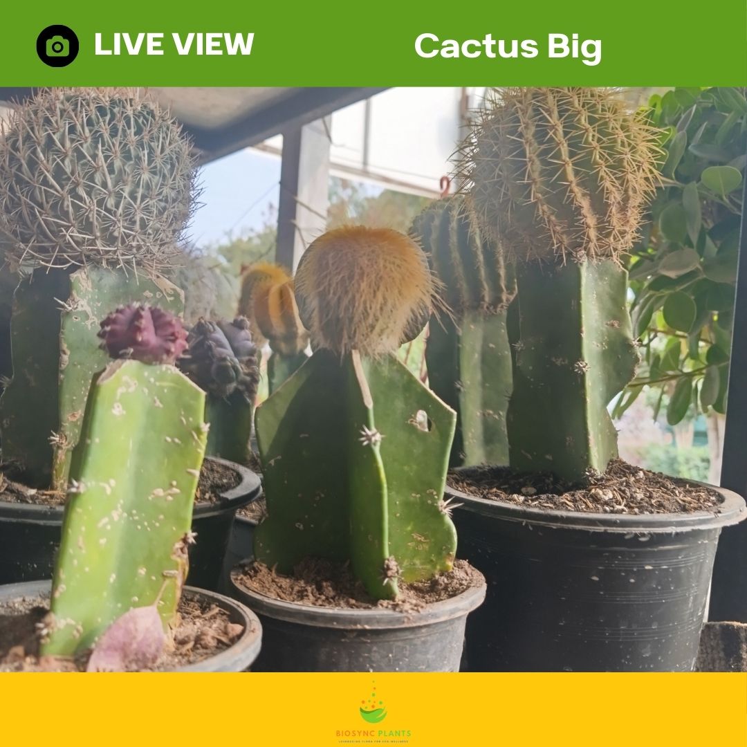 Cactus Big