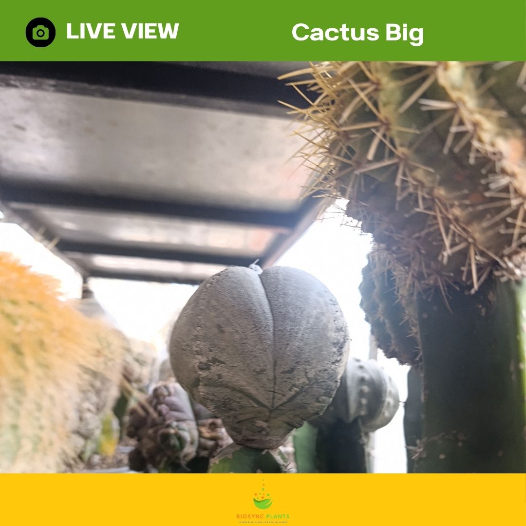 Cactus Big