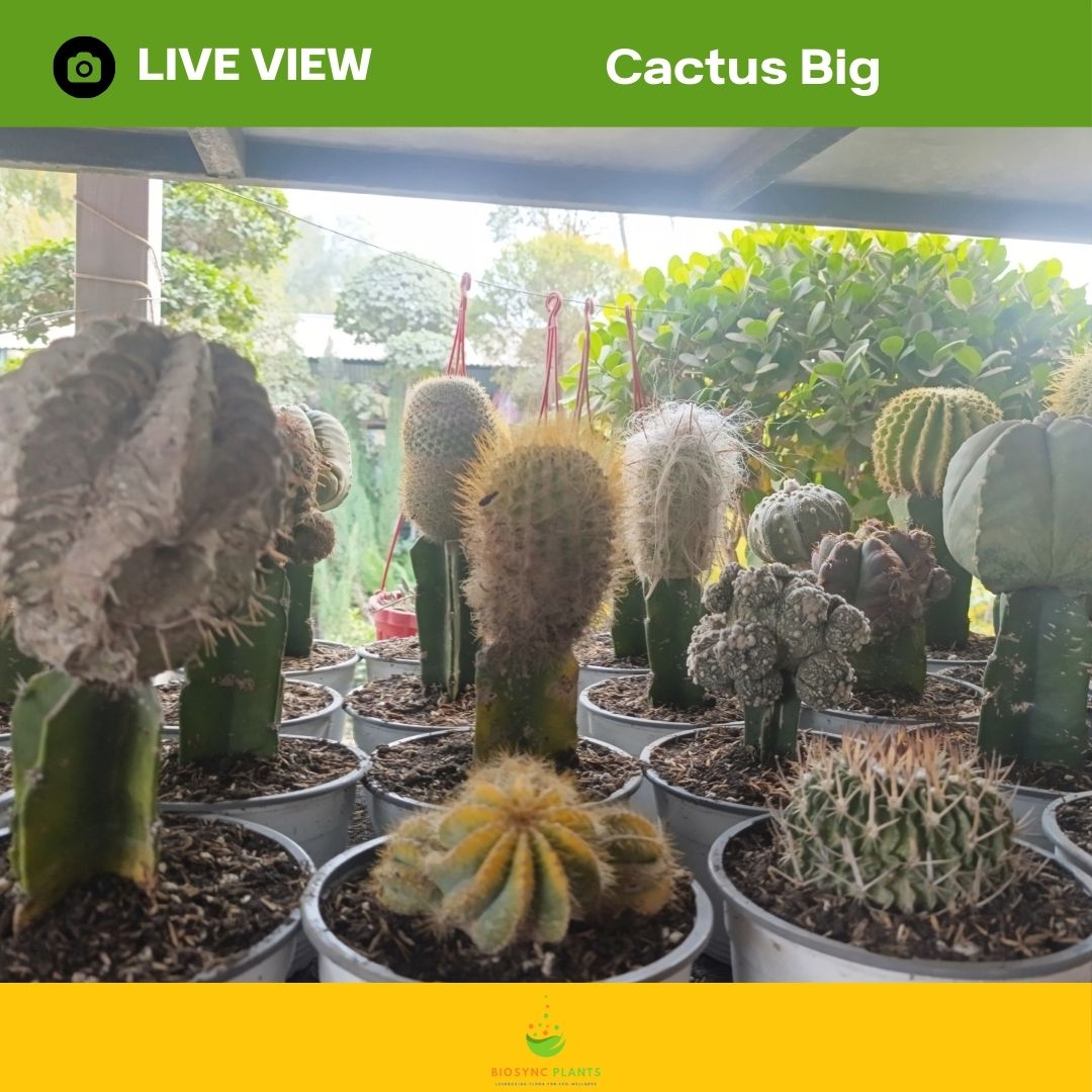 Cactus Big
