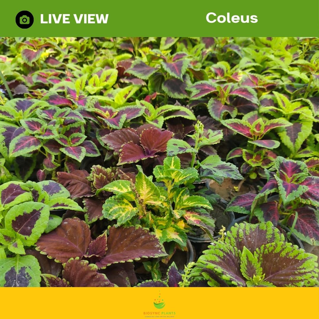 Coleus