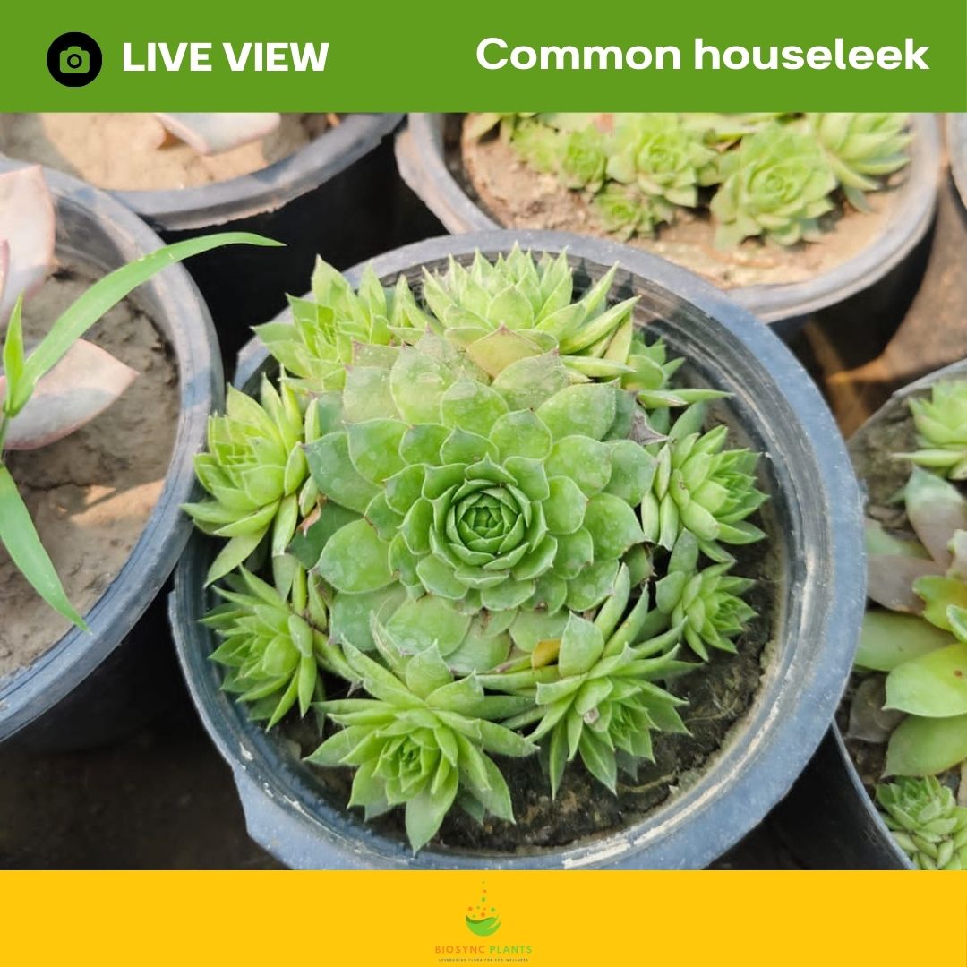 Succulents Gem