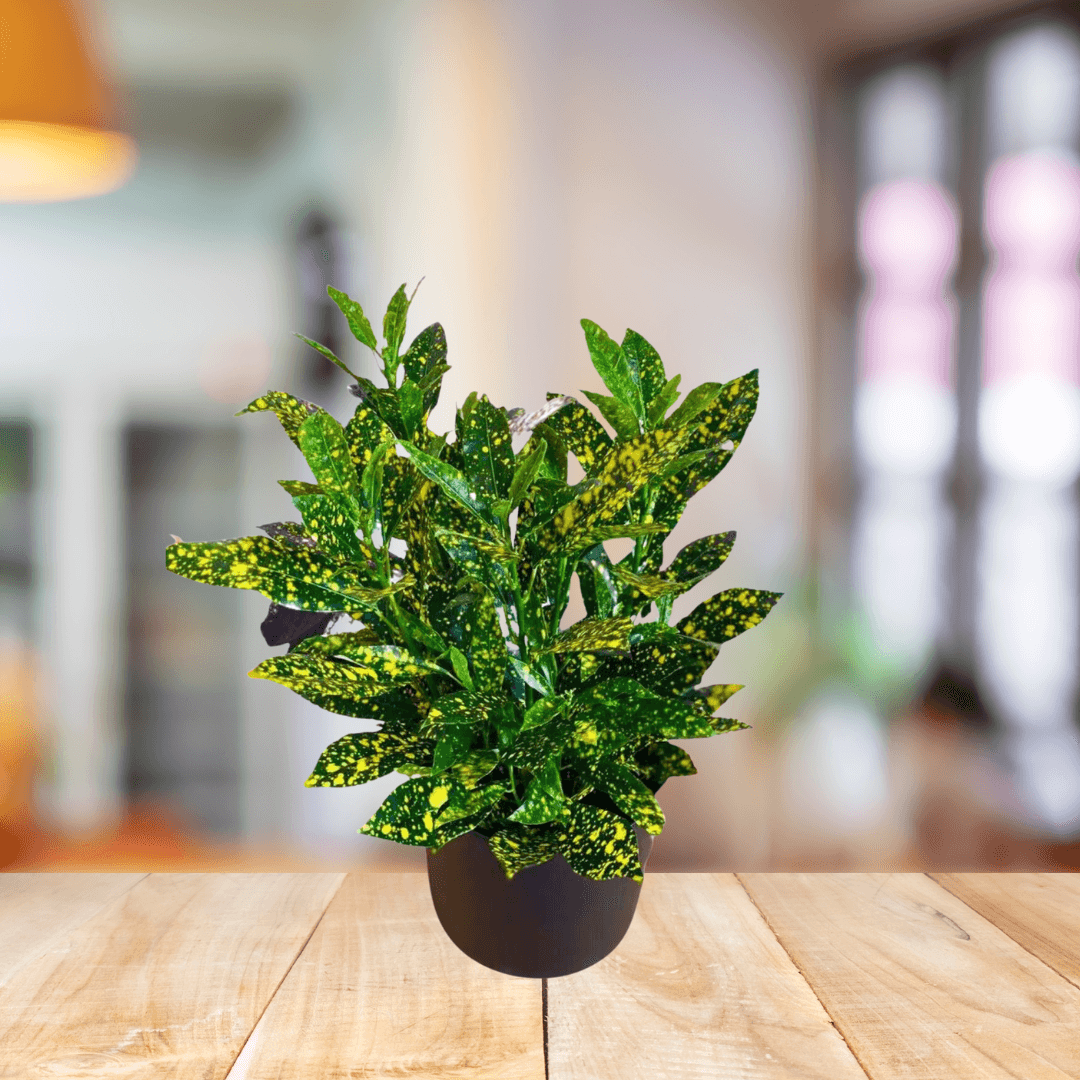 Croton Gold Dust - BioSync Plants®