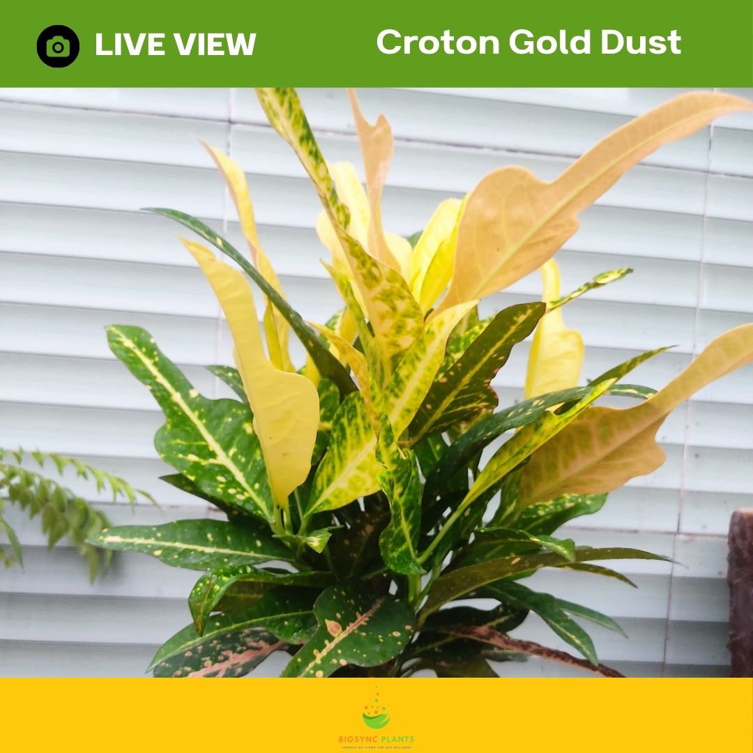 Croton Gold Dust