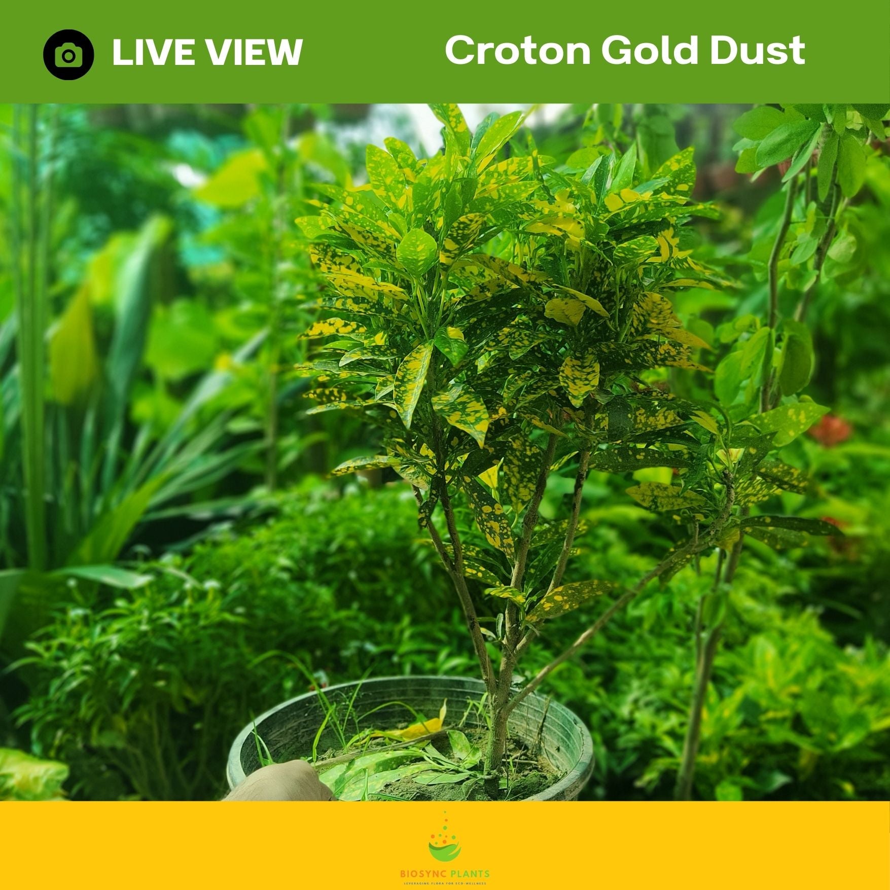 Croton Gold Dust