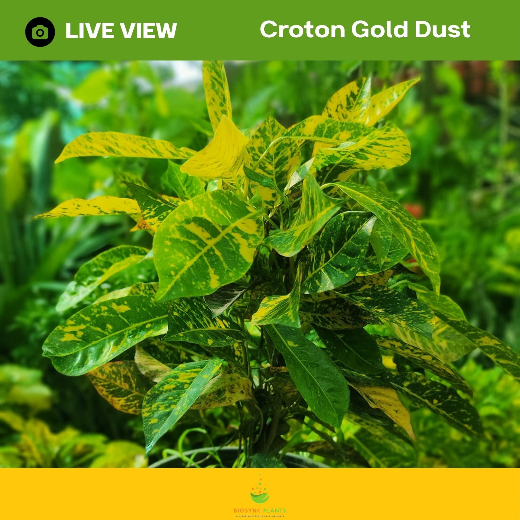 Croton Gold Dust