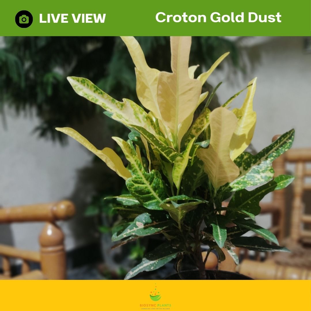 Croton Gold Dust
